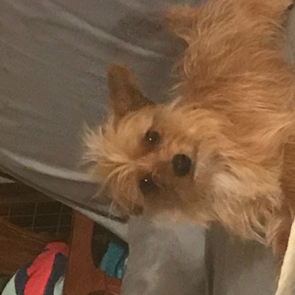 Meet your Posher, Francis - Picture 1 of 1